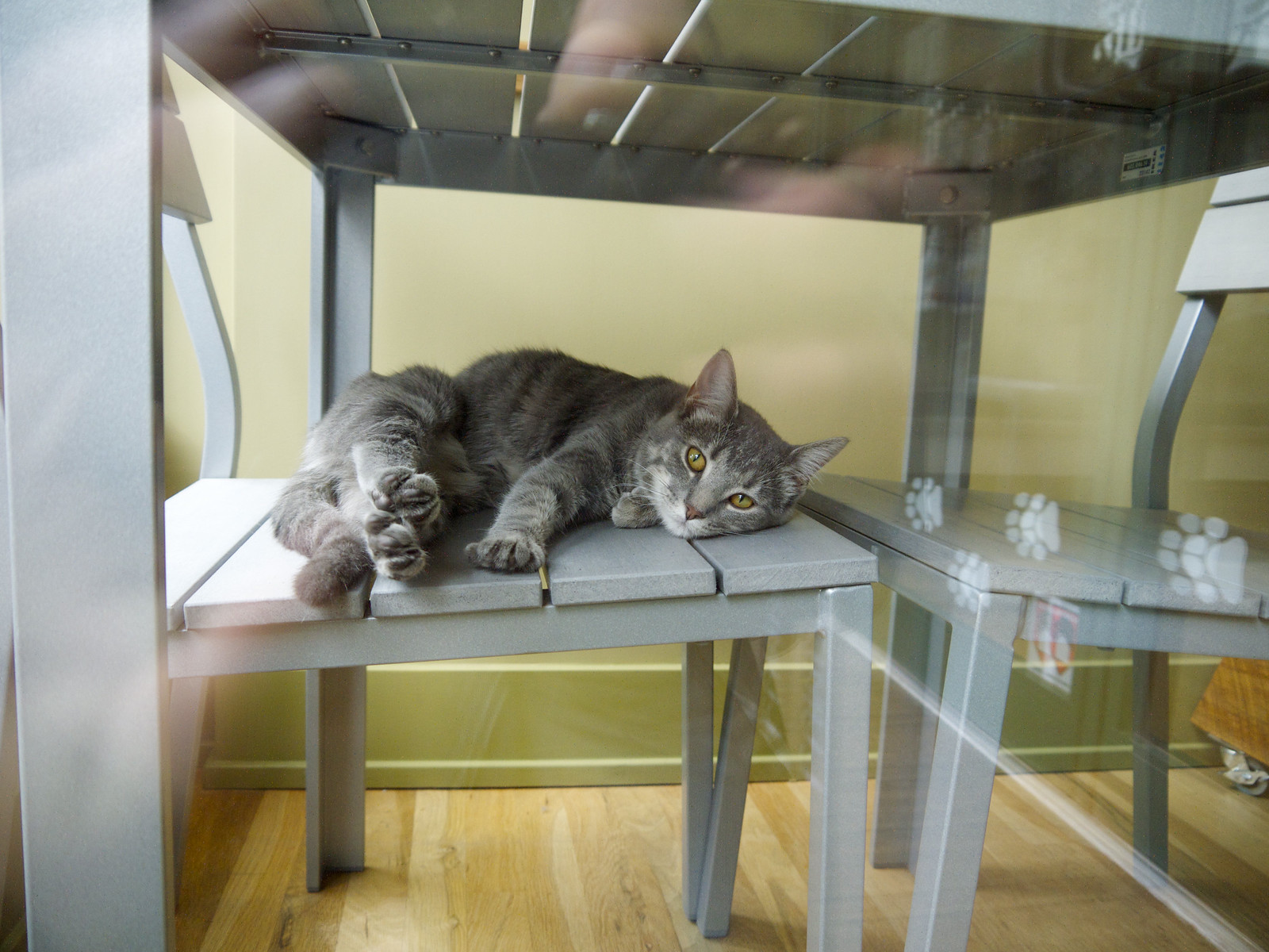 Window Cat