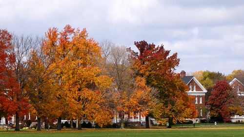 Fall foliage in the park! | by mrgraphic2