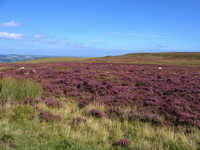 Fields of Heather - The Moors