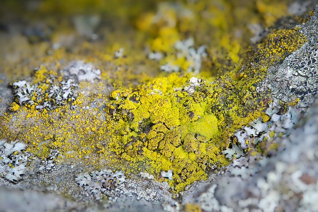 Yellow Drumelzier lichen
