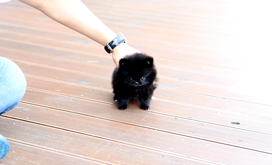 Droll Pomeranian Black Puppy