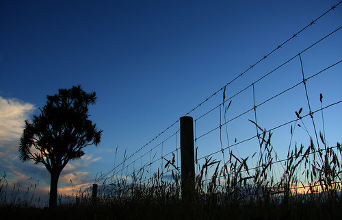 blue sunset newzealand sky silhouette fence evening sundown south icon canterbury nz barbedwire grasses taiko bluehour cabbagetree iconic aotearoa fenceline kiwiana cordyline