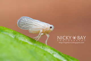 Planthopper nymph (Nisia sp.) - DSC_1319