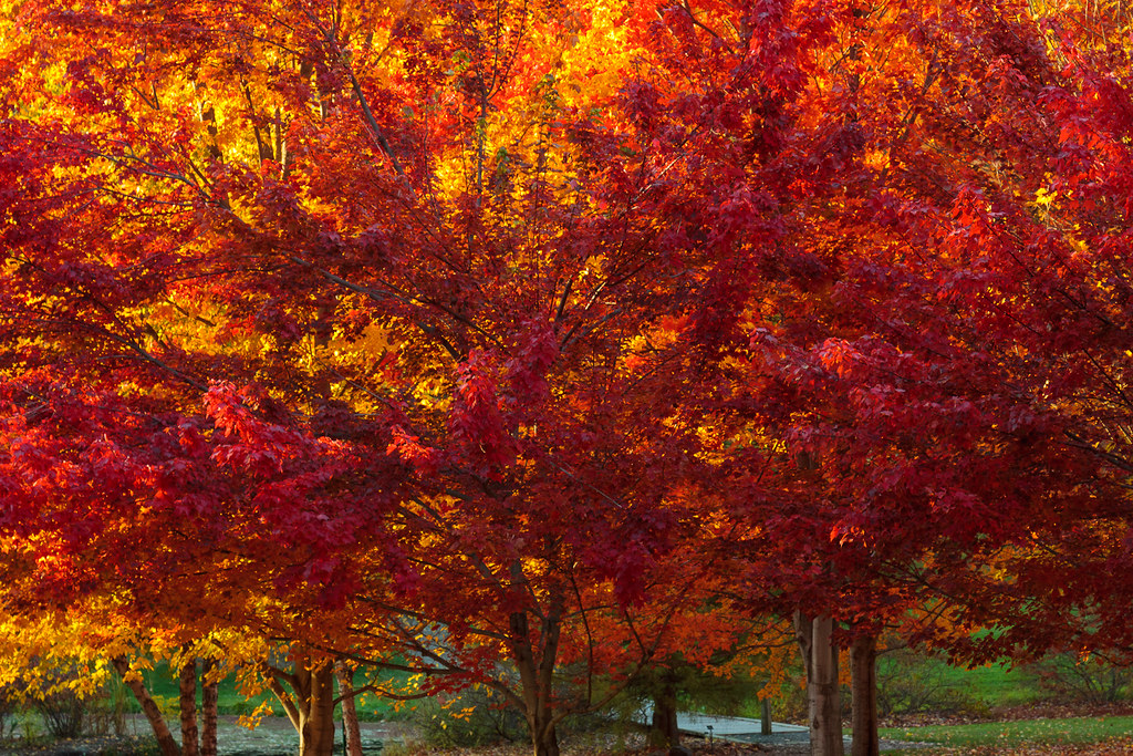Fall Foliage | in Idaho? Idaho doesn't have any spectacu… | Flickr