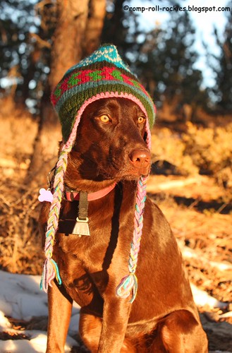 Labrador Stays Warm | by KB RRR
