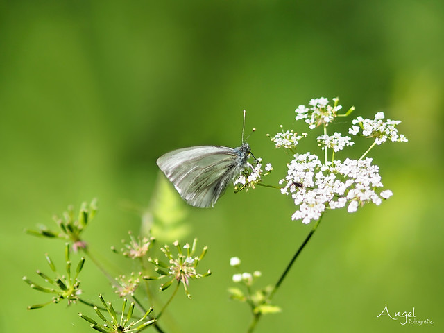 veined white butterfly