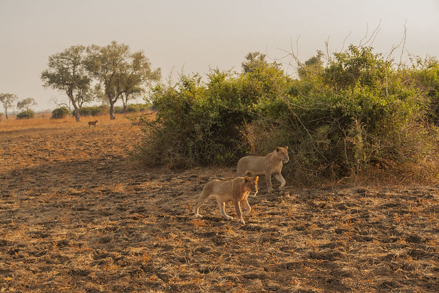 Zambia_LionCamp_135_lion