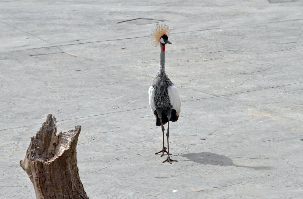 Grue royale / Crowned crane