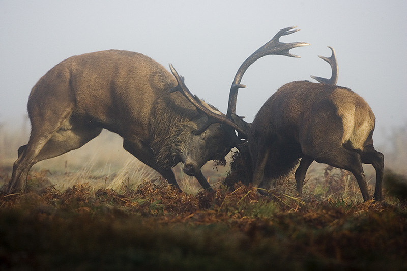 Red deer rut in Richmond Park | Flickr
