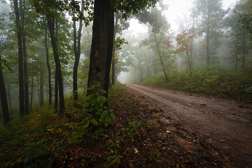 trees fog forrest dirtroad arkansas ozarks