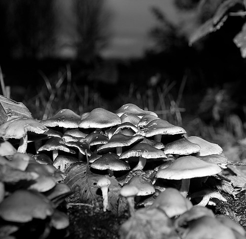 Paddestoelen-Delftse Hout | by Grietje Huitema