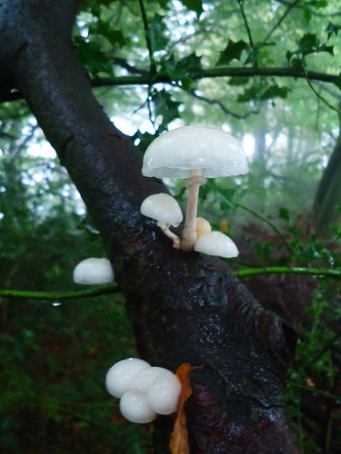 Oudmansiella mucida aka Porcelain Fungus | by fishfish_01