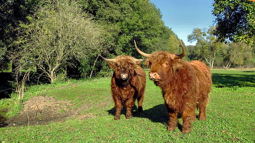 animal animals germany deutschland tiere cattle beef alemania allemagne brandenburg boeuf rinder bouvillon dahmeradweg
