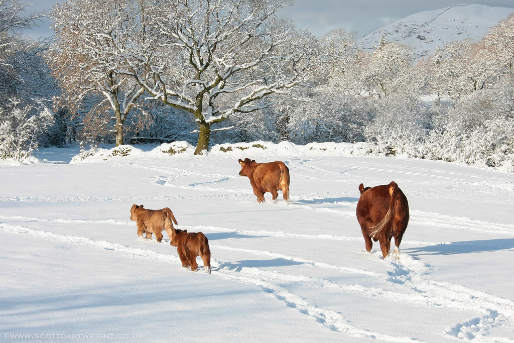 Cows In Winter