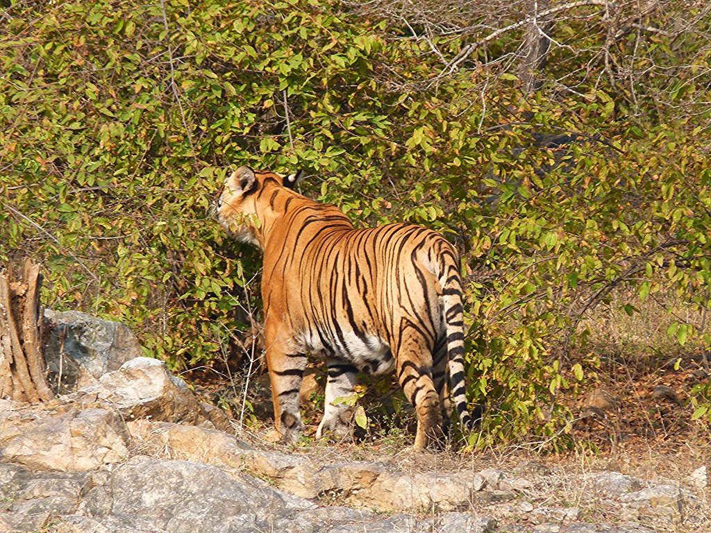 Bengal Tiger | Big Male Bengal Tiger patrols his territory i… | Flickr