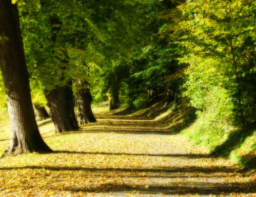 walk in the park orton | by fifi mac
