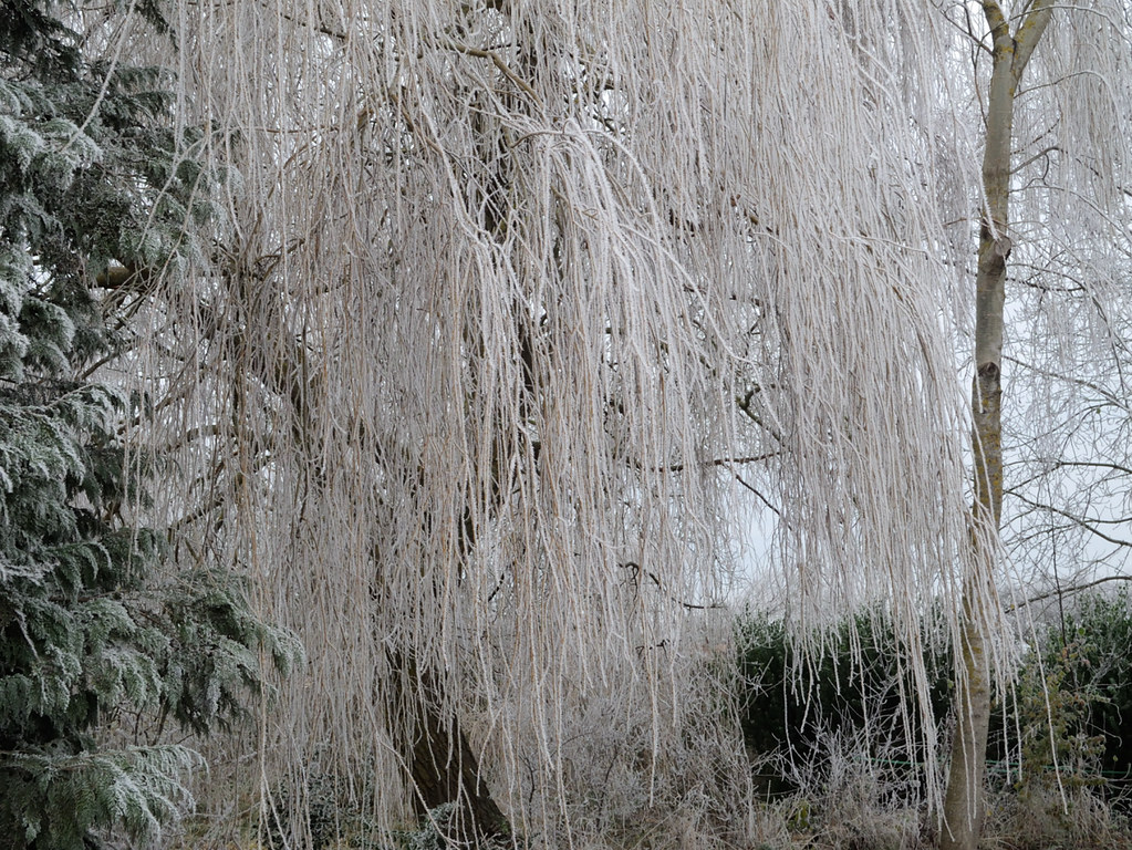 Willow & Frost 12 December 2012