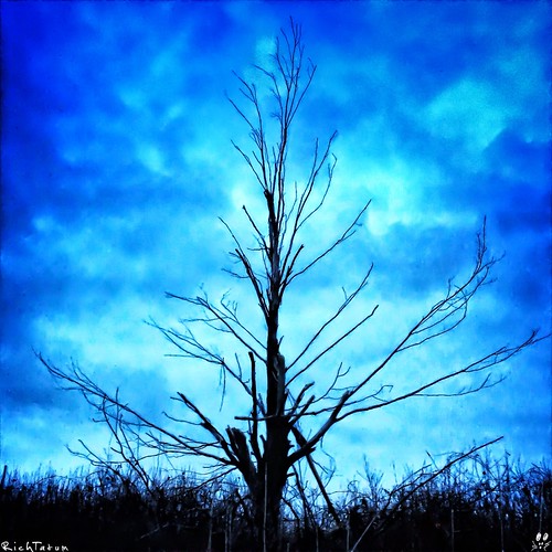 Lone by RichTatum, Just a tree I spied one afternoon on my way home. I am always happy when I can find a lone subject s