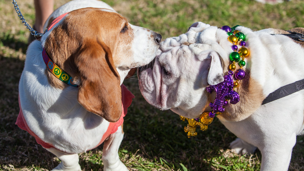 Unveiling the Truth: Can Dogs Safely Consume Eggplant Treats? Find out how to serve eggplant to your furry friend safely