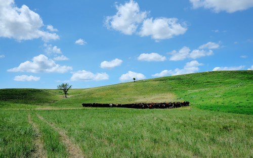 cow pasture steers southdakota rockhillsranch ranch prairie selby unitedstates us dscf8325