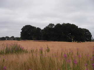 Wanstead Flats SWC Walk 259 - Epping Forest Centenary Walk: Manor Park to Epping