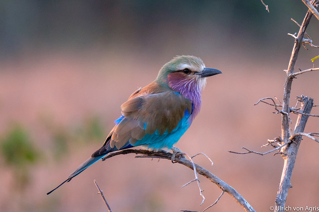 2018_Sambia lilac breasted roller