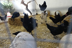 The Swedish Black Hen at Nordens Ark