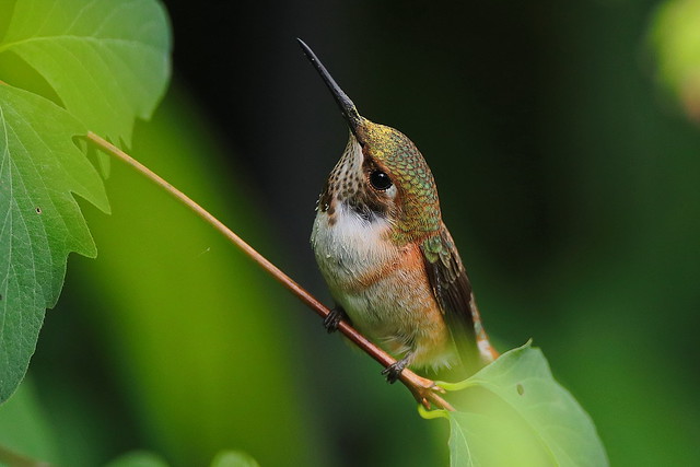 Hummingbird - Click to view large ©