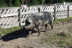 Grumpy Linderöd Pig at Nordens Ark