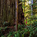 Coast Redwood Discovery 2014