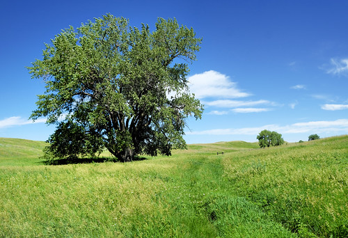 bluesky landscape tree cottonwood grassland hill southdakota rockhillsranch panorama ranch selby unitedstates us dscf8611