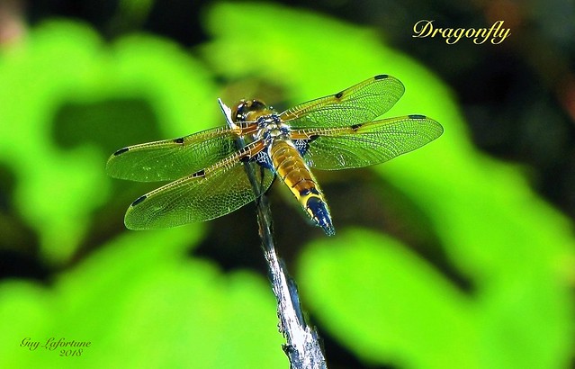 YELLOW DRAGONFLY on a YELLOW FLOWER at the 