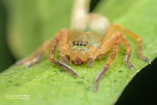 Huntsman spider (cf. Eusparassus sp.) - DSC_6661