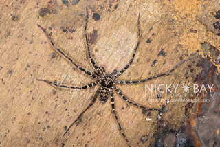 Huntsman Spider (Heteropoda sp.) - DSC_6009