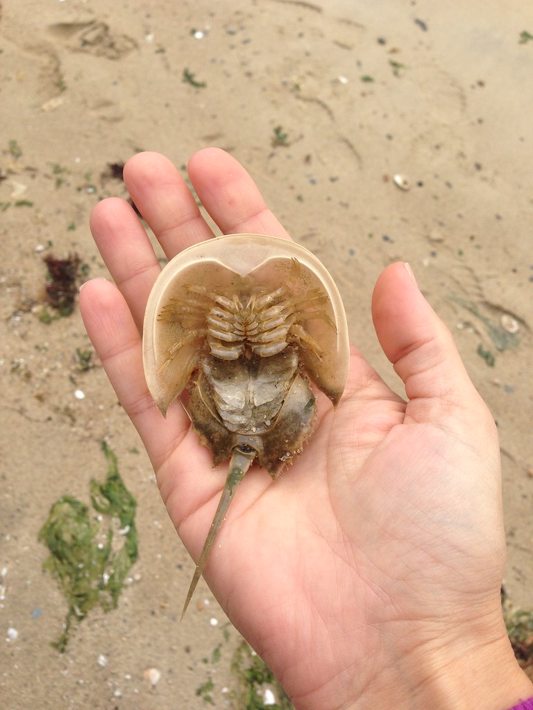 Baby horseshoe crab; 9/29/12 Sea Starr Photography Flickr
