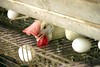 הביצה והתרנגולת