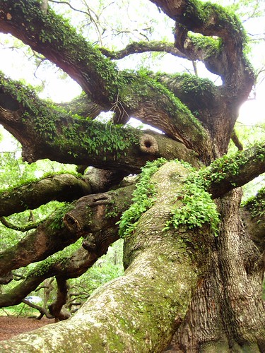green cover by happy via, The <a href="http://www.angeloaktree.com" rel="nofollow">Angel Oak Tree</a>, in Johns Island, SC, st