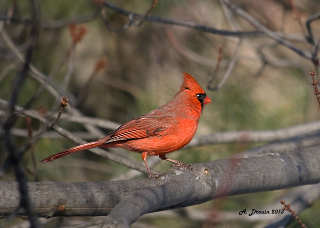 Cardinal rouge mâle - Northern Cardinal