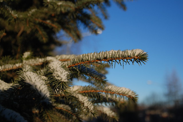 Pine needle in Winter - Barnål