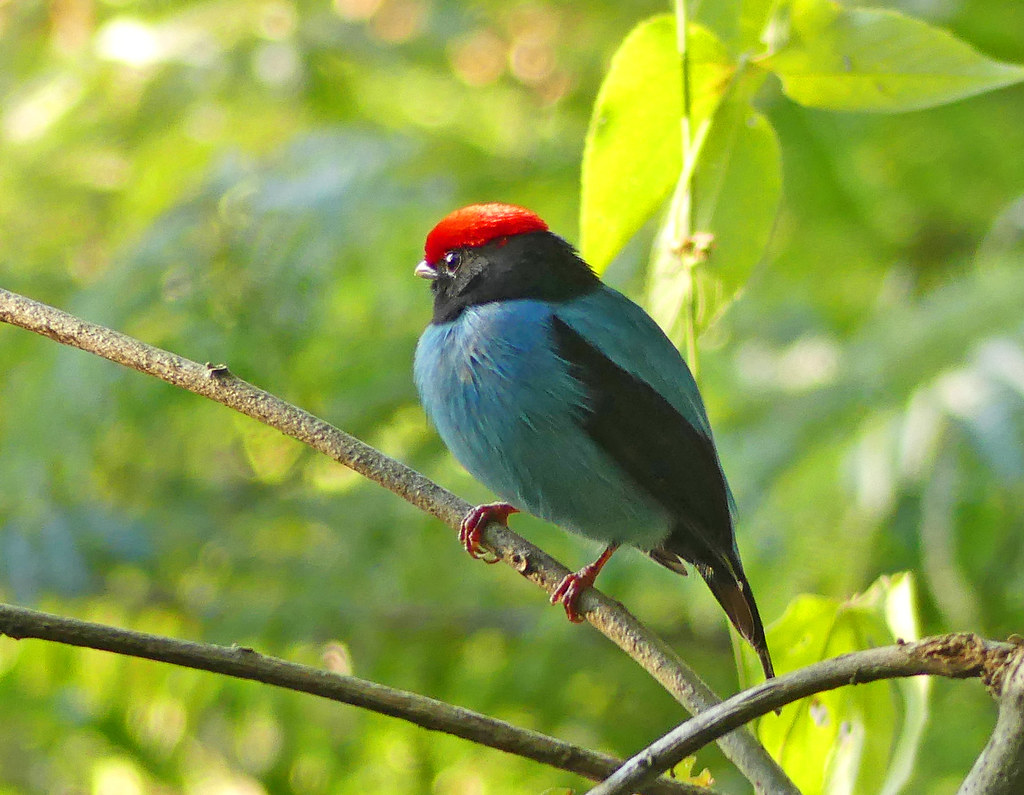 Swallow-tailed Manakin, Blue Manakin (Chiroxiphia caudata)