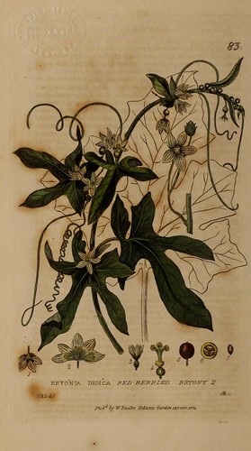 n17_w1150 | British phaenogamous botany,. Oxford,Published b… | Flickr