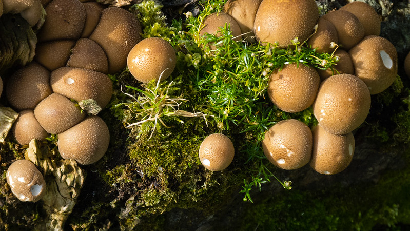 Group of tiny puffballs