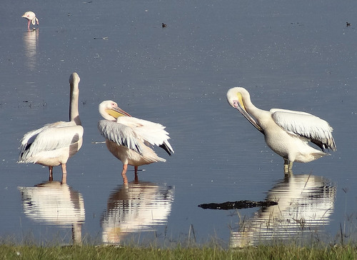 Three pelicans and a flamingo | by Margaret Derrick