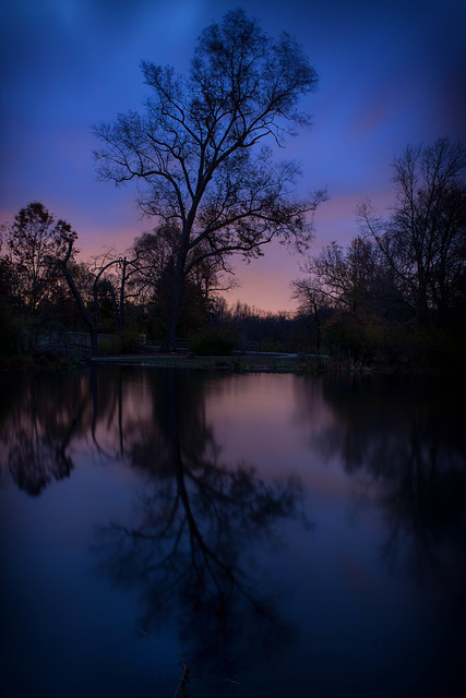 The Willows at dusk