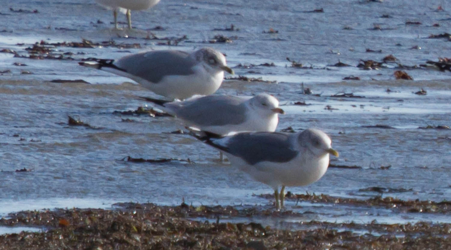 Gull lineup