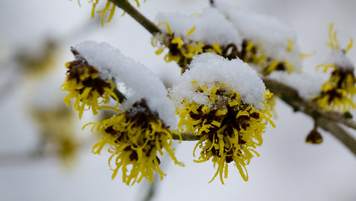 Snow-capped hamamelis flowers