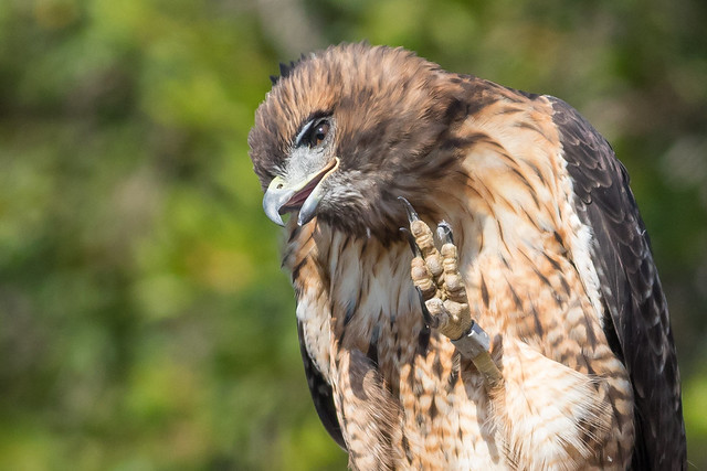 Itching ( Red-tailed Hawk )7D674572