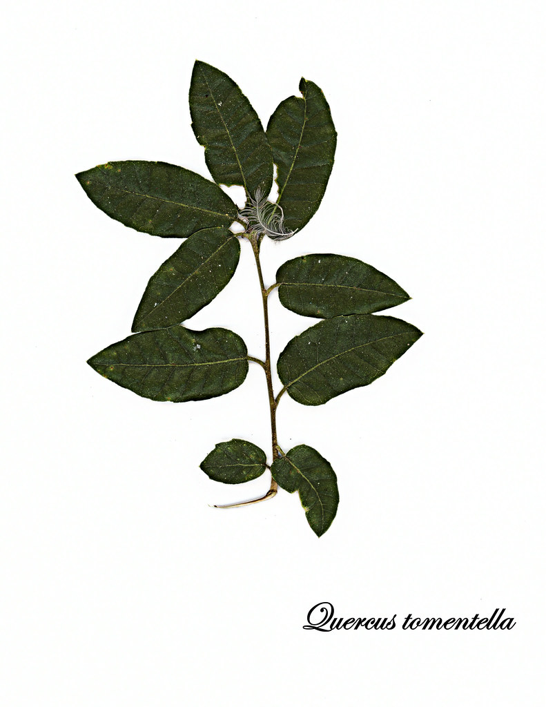 E20160907-0003—Quercus tomentella—RPBG