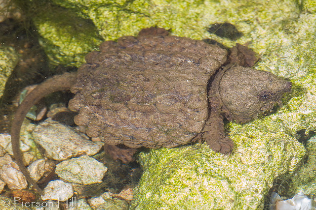 Alligator Snapping Turtle (Macrochelys temmincki)