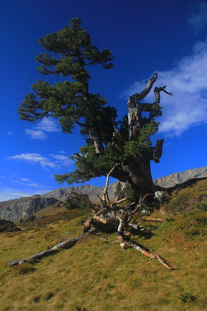 natural sculpture, swiss pine tree
